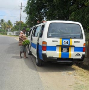 Getting those bananas to the city for sale is of vital importance