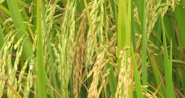 First rice crop exceeds 300,000 tonnes