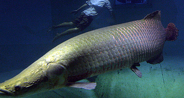UNDP-funded survey underway to determine numerical status of giant Arapaima fish