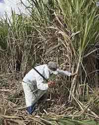 Cane cutting is by no means easy work
