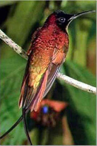 The Crimson Topaz, one of Guyana’s most outstanding birds