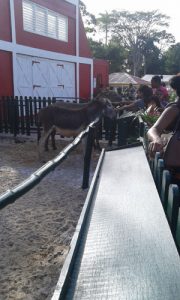 Visitors feed some of the animals which are housed in the newly-open petting zoo