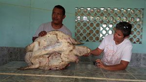 While at the Guyana Zoological Park, Romeo De Freitas and Annette Arjoon-Martins displayed the injuries the sea turtle received