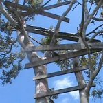 The wooden platform built 20 feet high in the tree so residents can make phone calls