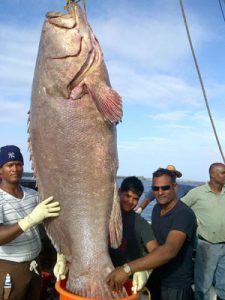 ‘WHAT A CATCH!’: This fish, which reportedly weighs over 500 lbs, was caught by fishermen in the Atlantic ocean, off the coast of Guyana, recently