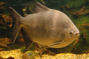 Tambaqui, also known in Guyana as ‘Fresh Water Pacu’, is accepted in European markets