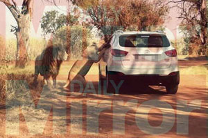 Seconds from death: Katherine Chappell just as the lion attacked