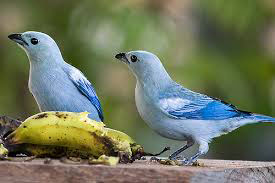 With over 500 species of birds, Guyana can be a main attraction for European tourists