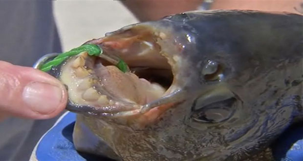 Rare fish with ‘human teeth’ discovered - by baffled ...