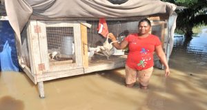 Housewife Bibi Bissoondial of Le Ressouvenir, East Coast Demerara, holds one of several chickens which died in the floodwaters which persisted up to late yesterday afternoon