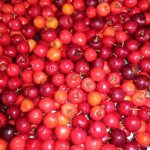 A bountiful cherry harvest from the Essequibo Coast
