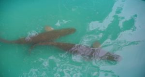 Two Juvenile arapaimas in a tub (Lakeram Haynes photos)  