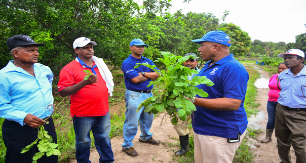 Agriculturalist Alvin Murray makes a point to farmers at the Laluni Irish potato farm [Samuel Maugh photo)