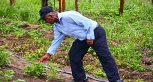 A farmer examines an Irish potato farm at Laluni [Samuel Maugh photo) 