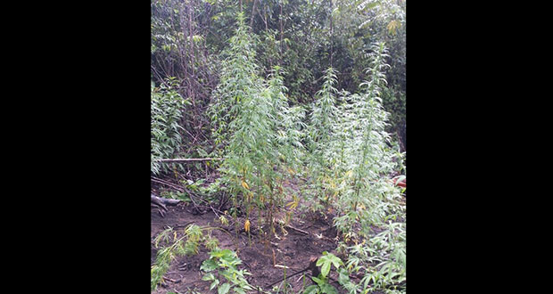 The marijuana field which was destroyed by the police