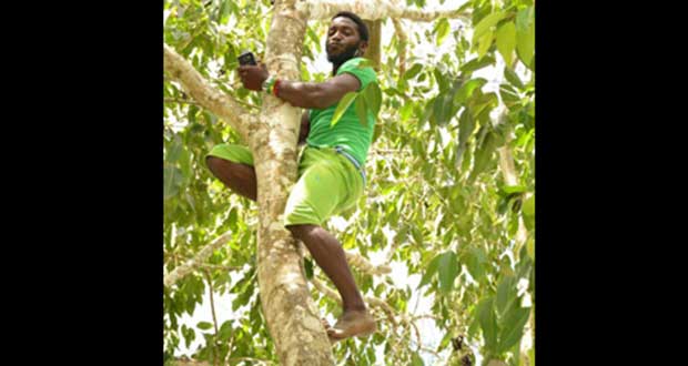 A resident of Baracara, Region Six, climbs a jamoon tree to access a mobile phone network