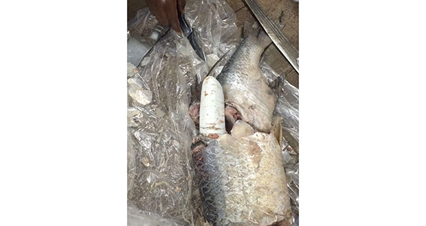 The packaged drugs contained inside the frozen fish