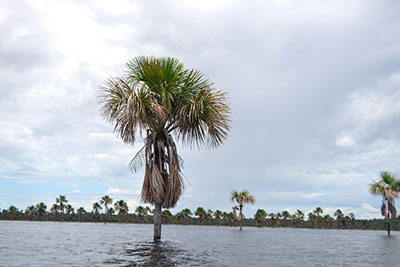 The lake is littered with Ite palm trees.