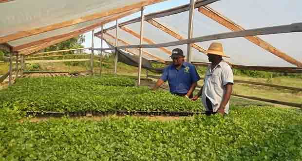 Private Farmer Displays Confidence In Local Agriculture Sector - Guyana ...