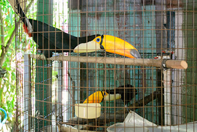The stolen toucans were nursed back to perfect health at the society