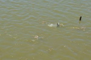 Tambaki feeding at the Carana Bushlot Aquaculture farm