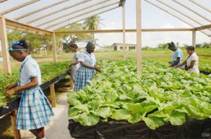 Schoolchildren tending to crops in a  shade-house environment 