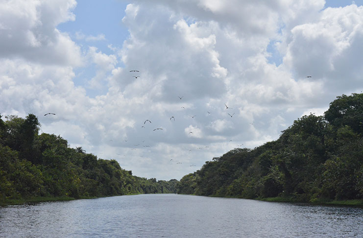 Movie-like: Flock of birds flying over river (Daniel Haynes photo)