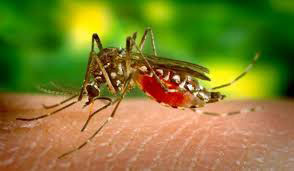 Malaria is transmitted to people through the bites of infected female Anopheles mosquitoes 