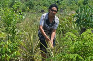 Farmer Doreen Jacobis picks a pineapple from her farm 