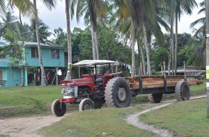 Residents of Tapakuma depend on wood cutting to earn a living  