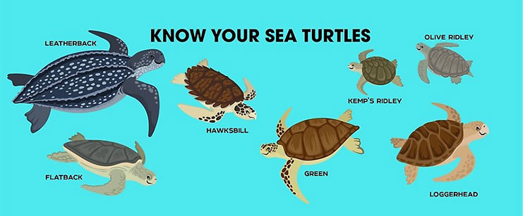 Different Types Of Marine Turtles