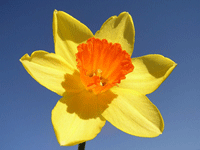 narcissus-flower-aka-daffodil