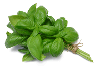 basil-1