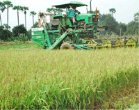 rice-harvester