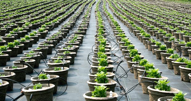 Plant_nursery,_pot_rows