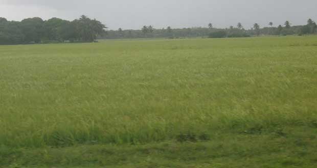A field with rice in the bearing stage on the Essequibo Coast