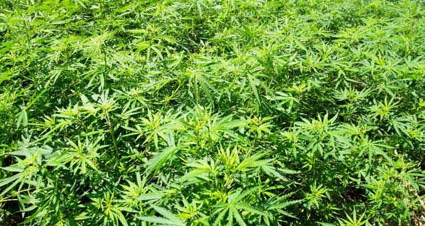 Marijuana-Field_weed