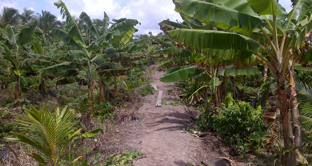 A blooming sucker farm in the Pomeroon