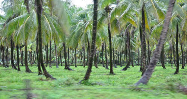 Coconut Grove in Wakenaam (alltravels.com photo)