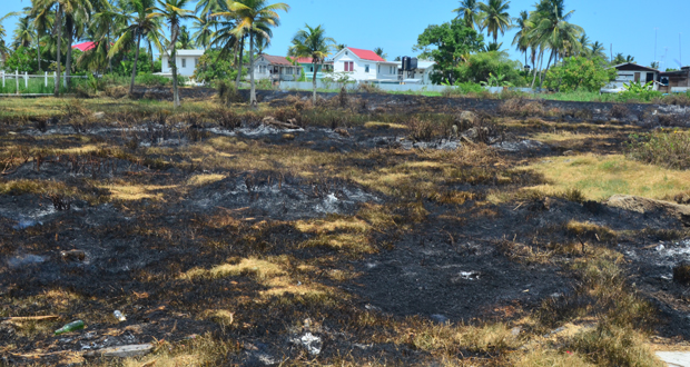 The aftermath of the grass fire at Courbane Park, Annandale