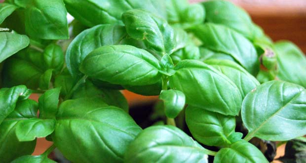 Basil