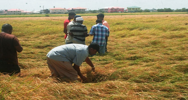 Farmers inspecting rice crop cultivated under the six-point method