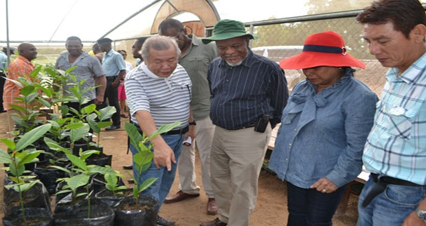 Prime Minister, Mr Samuel Hinds and Mrs. Yvonne Hinds (second and third left, respectively), Chairman of Borion Guyana Inc., Mr Kok-Tiong Wee (left), and Executive Director, Chiok-Boon Tan (right) during a tour of the test farm at Kairuni