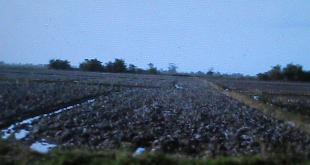 A field being irrigated with water at Anna Regina