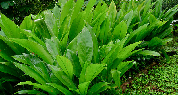 turmeric-plants