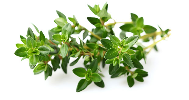 thyme_leaves_e8b13e86-c948-46c3-bfd1-c3d4a1ee1970