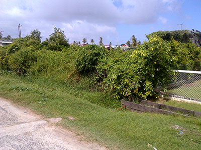 At Mon Repos... Bandits using empty lots, abandoned houses -to prey on ...