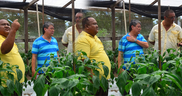 Acting Deputy Minister of Agriculture, Djoemadie Kasanmoesdiran; Bounty Farm’s General Manager, David Fernandes; and a member of the delegation examining the bell peppers grown by drip irrigation at Bounty Farm