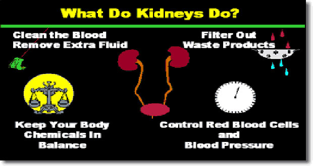 Kidney-image