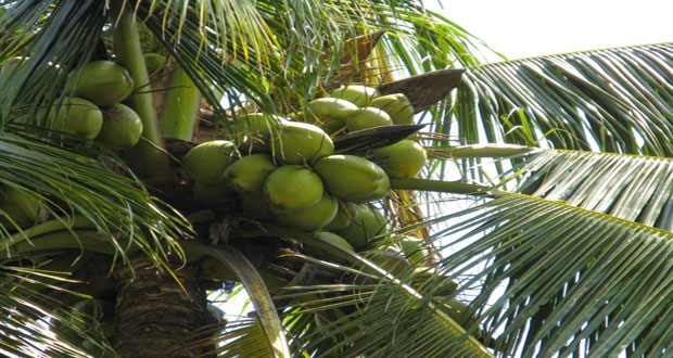 Coconut-tree